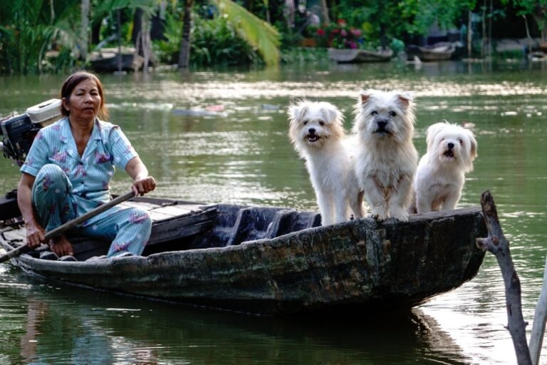 dogs, white, river, nature, boat, water, vietnam lifestyle, people, woman, vietnamese